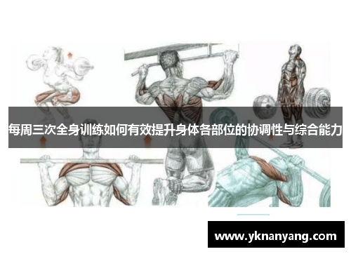 每周三次全身训练如何有效提升身体各部位的协调性与综合能力